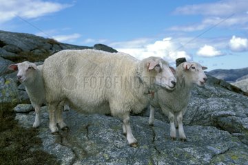 Schafe und Lämmer auf Norwegen Felsen