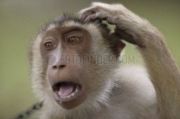 Portrait d'un Macaque à queue de cochon Malaisie