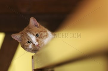 MÃ¤nnliche europÃ¤ische Katze auf einem Schrank Frankreich