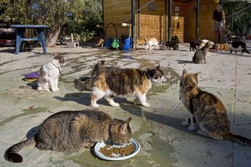 Katze isst in einem Heiligtum für Katzen Zypern