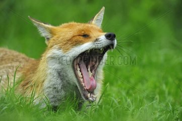 Roter Fuchs gähnen in Grass England nieder
