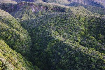 Bush vegetation on high slopes of Mount Egmont New Zealand