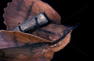 Lappet moth on a twig
