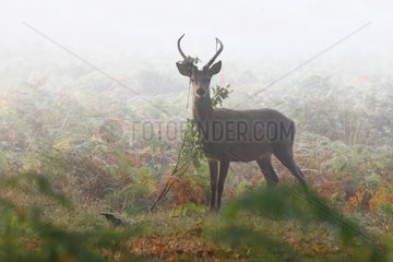 Young stag in the mist in autumn Great-Britain