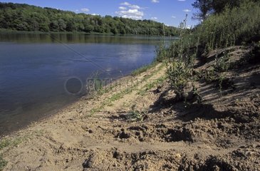 Castor trace on Loire riverbank France