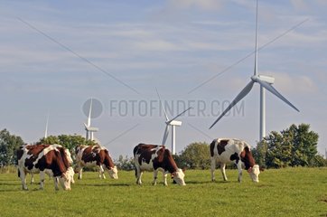 Windmills and Montbeliardes cows Lomont massif Jura France