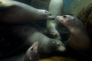 California sea lions in the rocks of Los Islotes Mexico