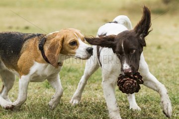Beagle and Small Munsterlander disputing a pinecone