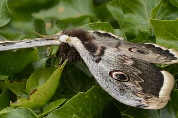Giant Peacock moth on leaves - France