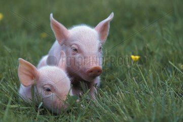 Young people piglet in grass