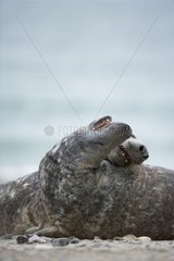 Pair of Grey seals Helgoland Germany
