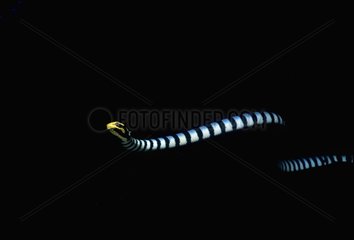 Beaked Sea Snake swimming Celebes Sea Sulawesi