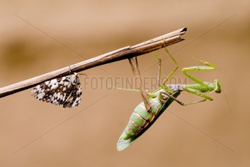 Praying Mantis and Butterfly on stem Royal Bardia Nepal