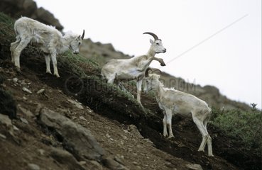 Gruppe von mÃ¤nnlichen Dalls Schafen am Polychrome Pass Alaska