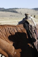 Head of a cow-boy in Chinese shade on the neck of the horse