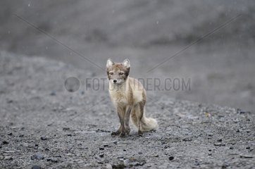 Arctic Fox in summer fur and seeking food Spitsbergen