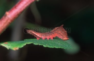 Chinese Character Moth caterpillar moving on a leaf