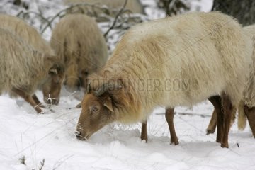 Schafe im Wold-Nationalpark aus den Dripps-Friesen