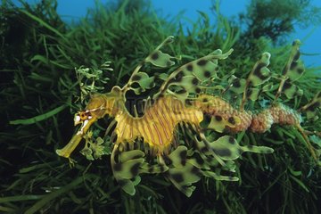 Male Leafy Seadragon carrying eggs on its tail Kangaroo Is