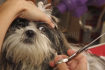 Puppy Shih Tzu in the toilet worried about scissors