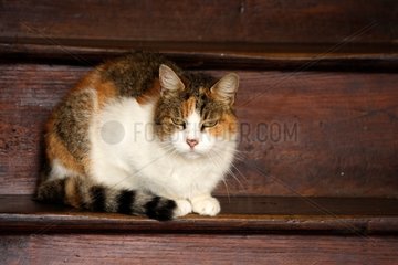 Cat aged 10 lying in stairs France