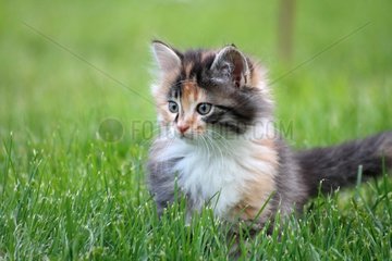 Young alley cat in the grass Normandy France