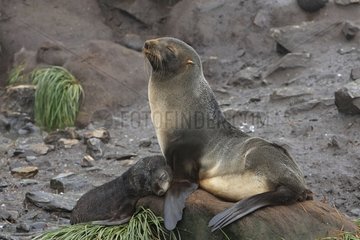 Antarctic furseals resting Elsehul South Georgia
