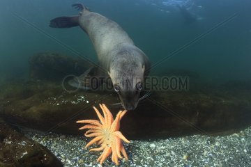 Steller sea lion Pacific Ocean Canada