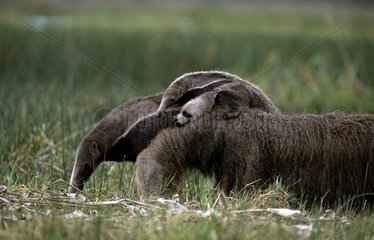 Female giant anteater with a young on back Venezuela