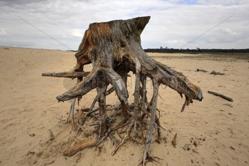 Stump isolated in a sand sea Netherlands