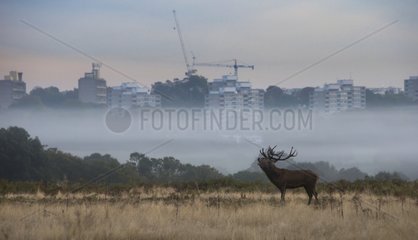 Stag Red deer bellowing in the mist at sunrise - GB