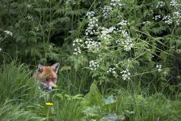 Red Fox standing in a meadow in summer - GB
