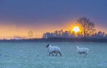 Sheep after a snow storm at sunrise - GB