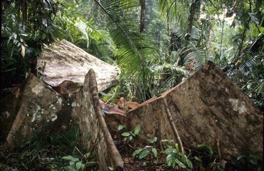 Wildschnitt nicht kontrolliert von Bellen Aderduk NP Borneo