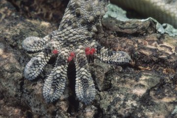 Acariden auf der Pfote eines jungen Krokodils Gecko Sardinia
