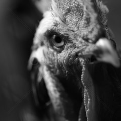 Head of a 'Gourney' Cock watching France