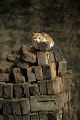 Cat lying down on bricks India