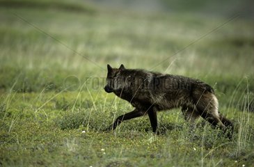 Wolf walking in the tundra Denali NP Alaska
