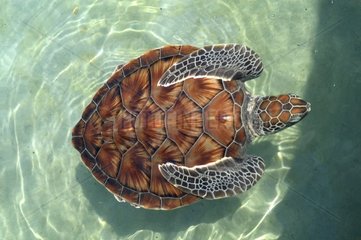 Junges Grün sehen Schildkröte in Yucatan Mexiko aus