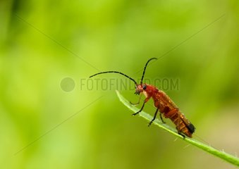 Common Red Soldier Beetle dew covered - France