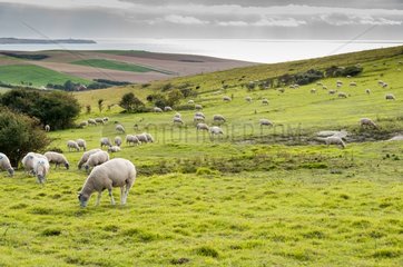 Boulonnaise sheeps in pasture maintenance - France