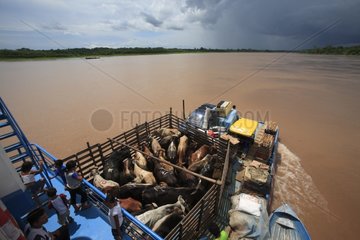 Transport of livestock on the Rio maranon Amazon Peru