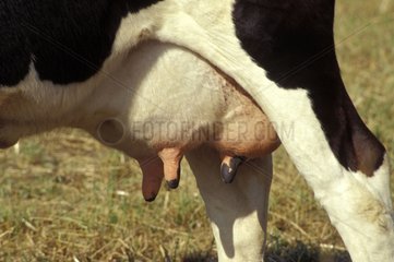 Cow's udder