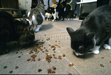 Katzen einer Cattery  die Kroketten niÃ¨vre Frankreich isst