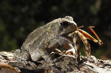 Woodhouse's Toad eating a Locust Texas