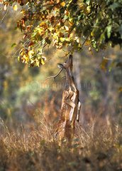 Axis deer eating foliage Kanha National Park India