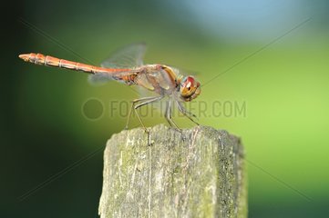Common Darter flapping wings on wooden stake - France