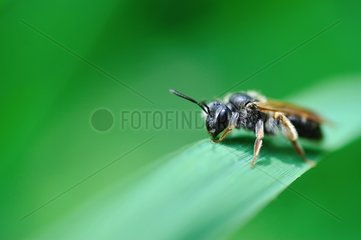 Solitary Bee on a leaf - France