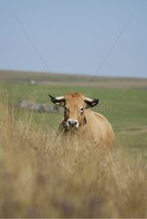 Aubrac Cow in summer on the Aubrac plateau France
