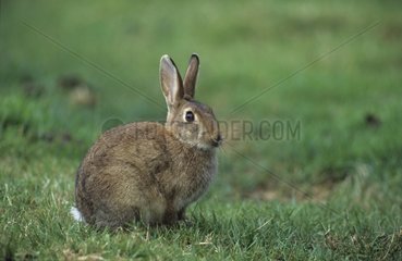 European Rabbit in grass Picardie France